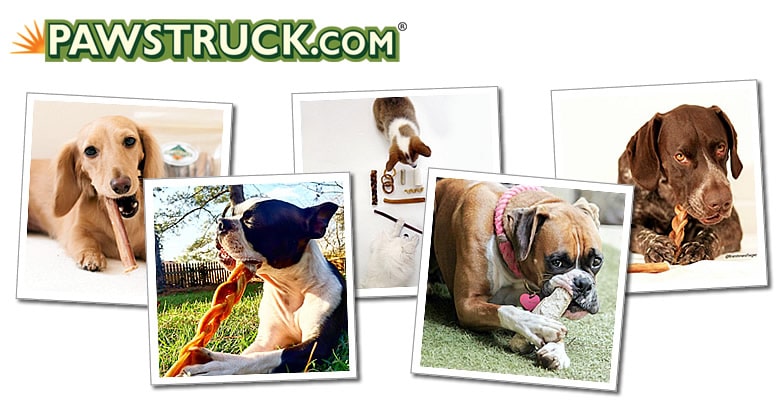 New Dog, New Tricks: How Pawstruck Markets Across Multiple Channels
