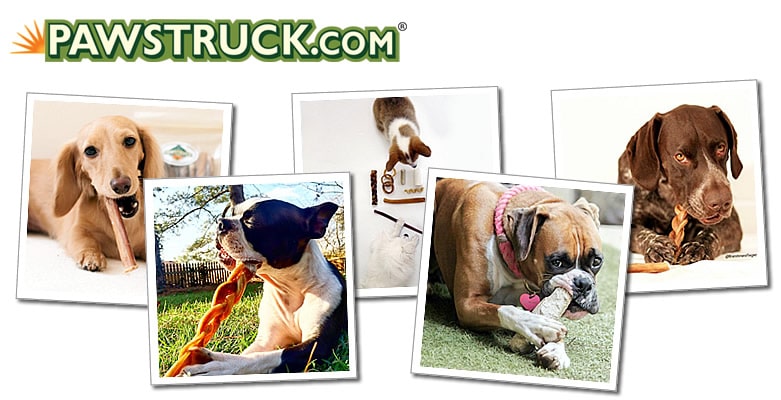 Pawstruck Interview