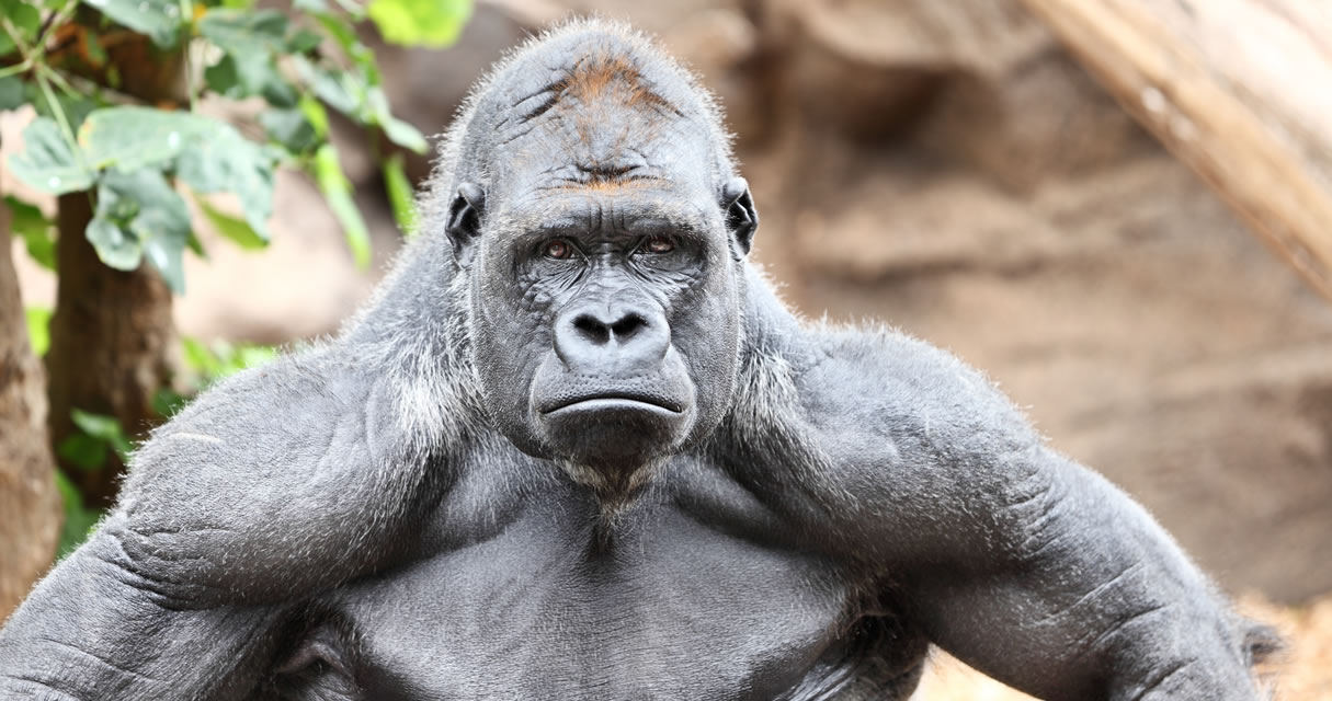 Tough looking gorilla
