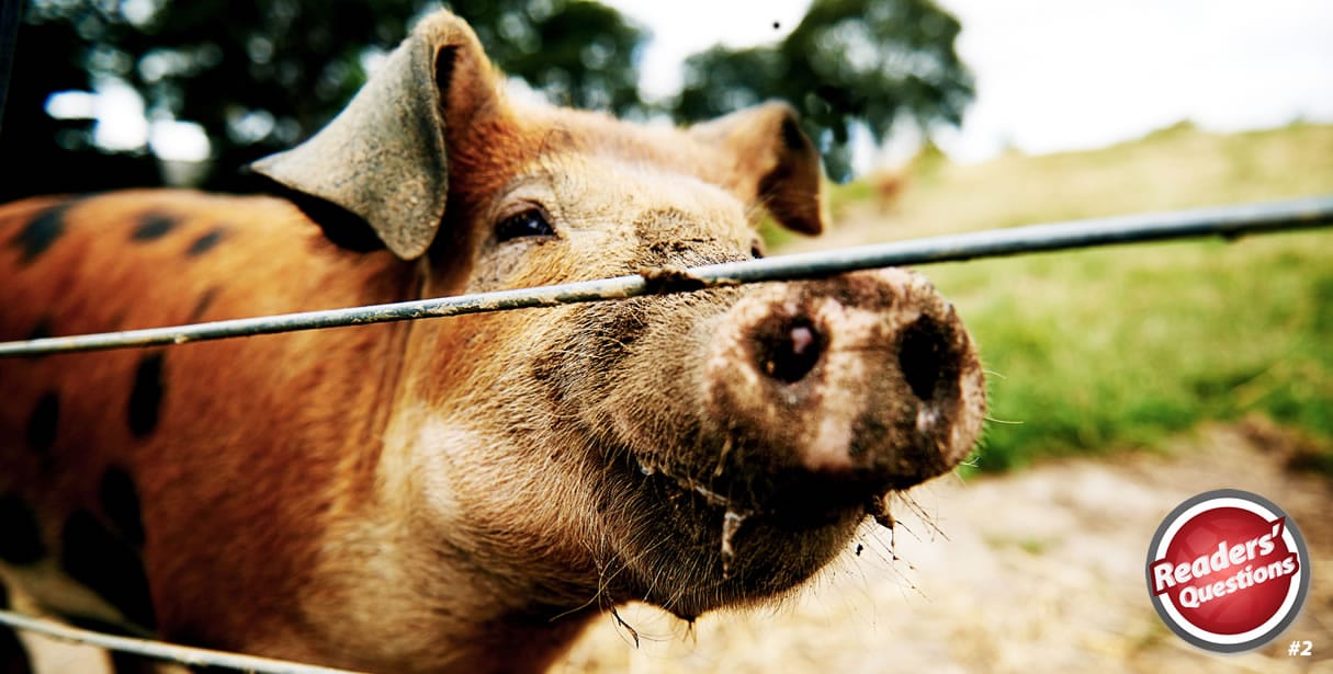 Inquisitive baby pig