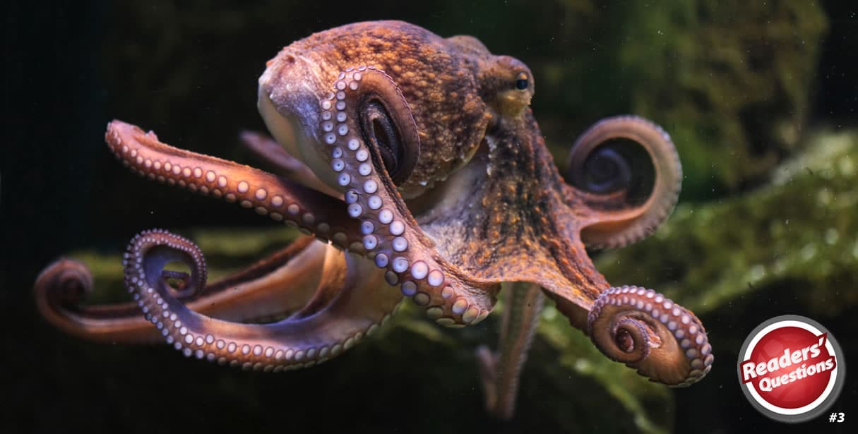 Octopus multichannel management