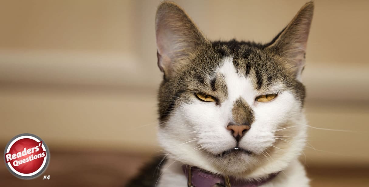 Thinking cat RQ