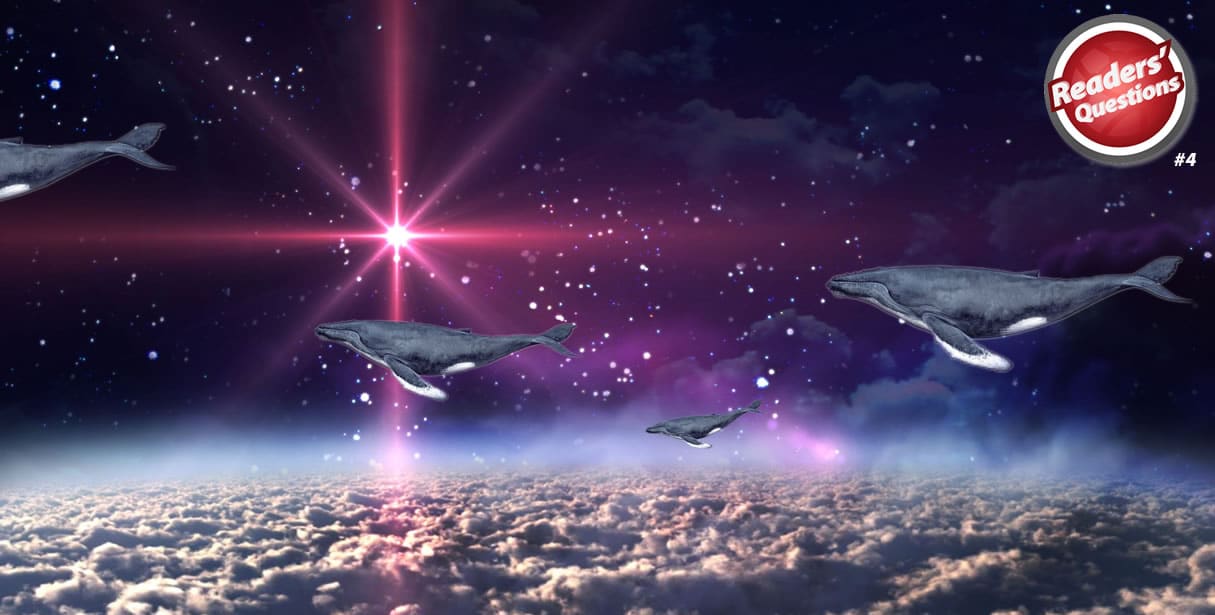 Whales in space