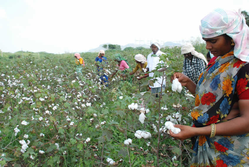 Picking cotton in India