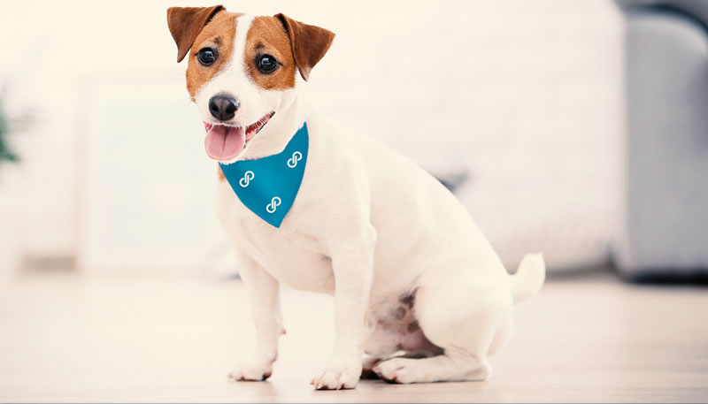Dog wearing a cravat Poshmark