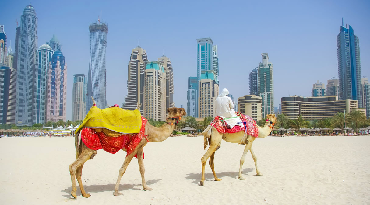 Camels outside Dubai